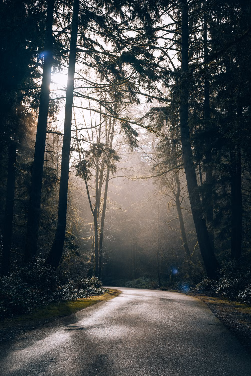 Sentier traversant une forêt baignée de lumière